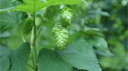 Sapporo Group’s Sustainability