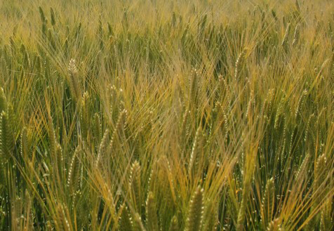 Mochiriboshi, a barley variety developed by SAPPORO BREWERIES