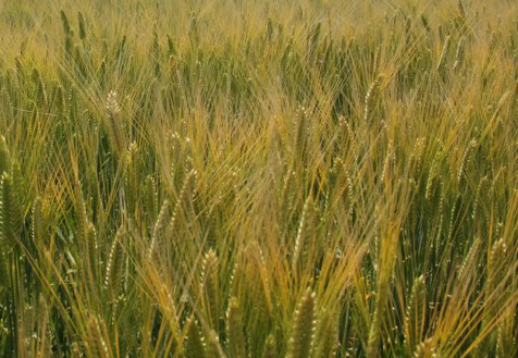 Mochiriboshi, a barley variety developed by Sapporo Breweries