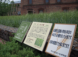 The barley field in front of the museum that was sown by local elementary school children