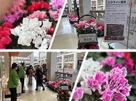 Distribution of cyclamen in the Atrium building (*Donation collection activity for the Noto Peninsula Earthquake Disaster Relief Fund)