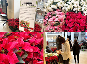 Distribution of poinsettias in the Atrium building (*Donation collection activity for the Noto Peninsula earthquake and heavy rain disaster relief)