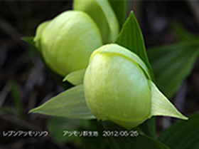 Donation for 2012 ʻRebun Island Natural Conservation-Abundant “Rebun Flowers” Campaignʼ