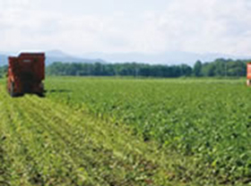 Nakasatsunai Edamame manufacturing site