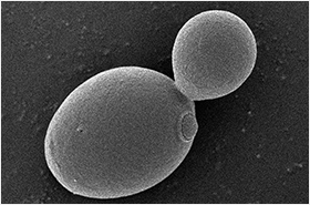 ビール酵母の研究と発酵技術で、ビールの香味を制御