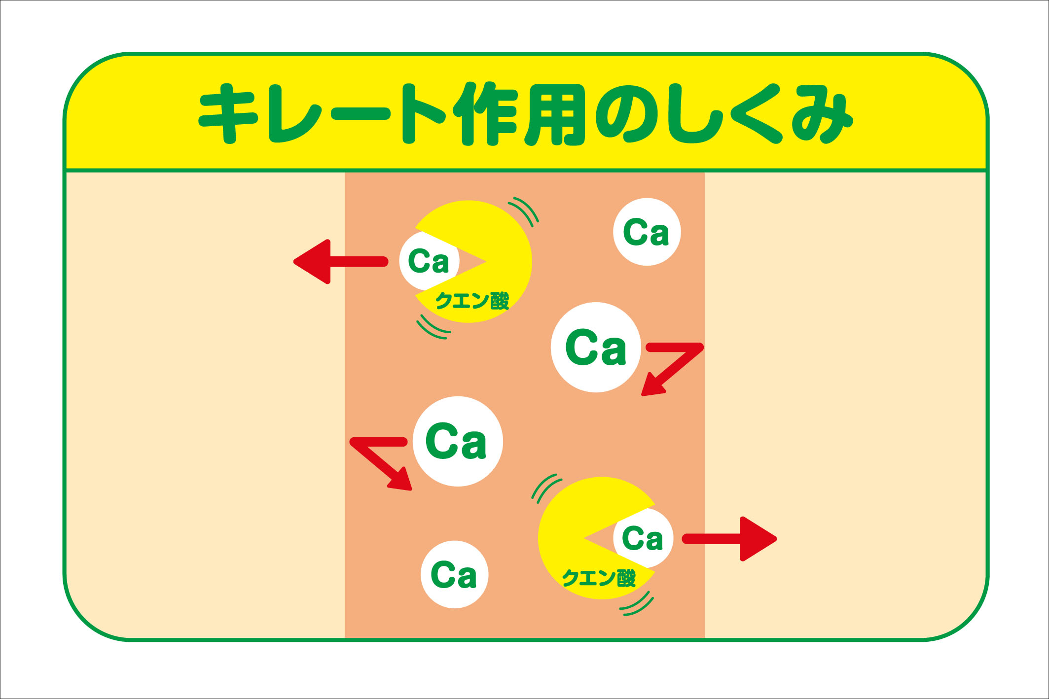 カルシウムの吸収を促進する、キレート作用