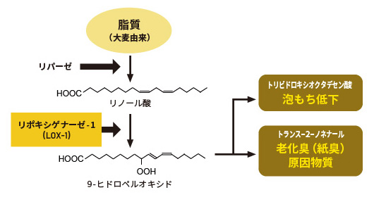 イメージ:ビールのおいしさを損ねる、脂質酸化のメカニズム