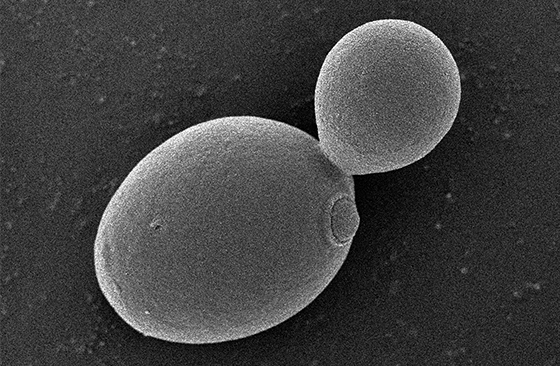 ビール醸造における発酵技術