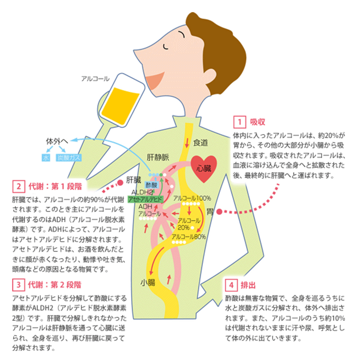 アルコール代謝の経路