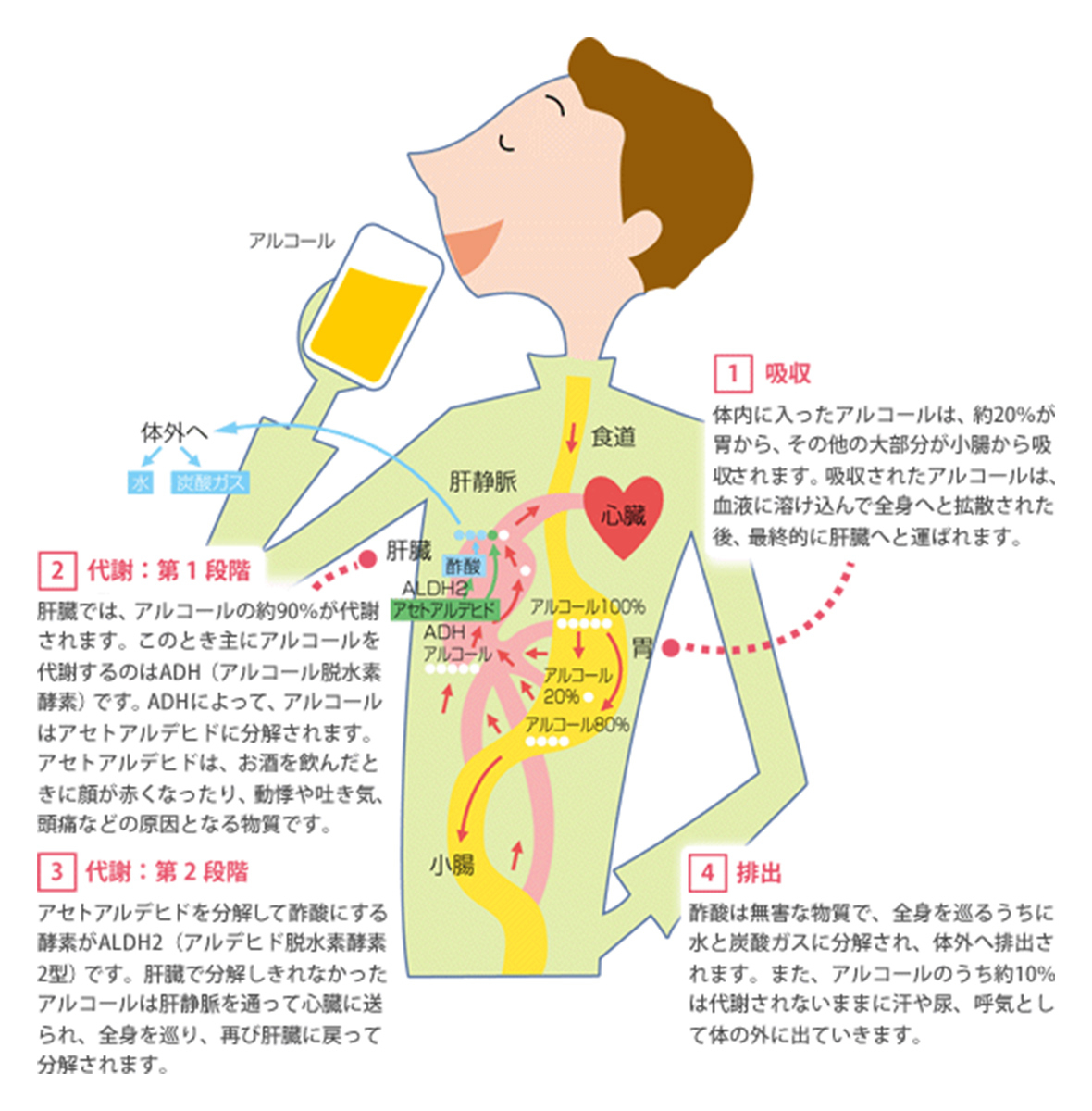 アルコール血中濃度の計算式（目安）