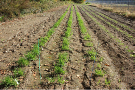 気候変動へ対応！寒冷地で夏の暑さを避け栽培するために 越冬耐性の強い新たなビール大麦の品種開発を開始