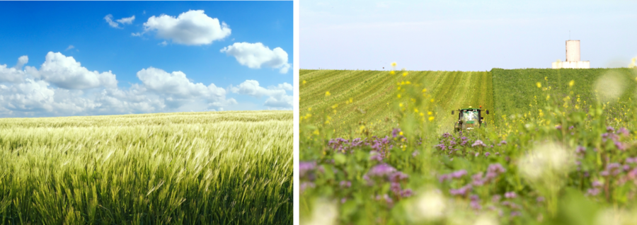 【サッポロビール】再生農業で栽培し環境負荷を低減した麦芽「Regenova(リジェノヴァ)」をビールに初めて採用