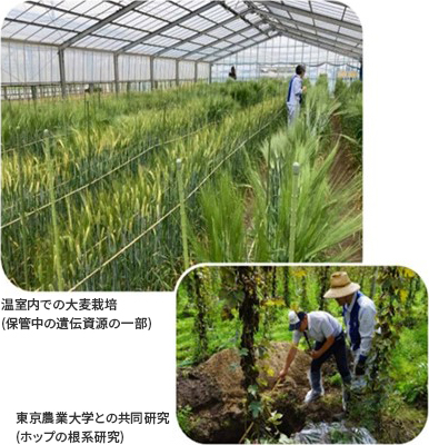 気候変動に適応した育種