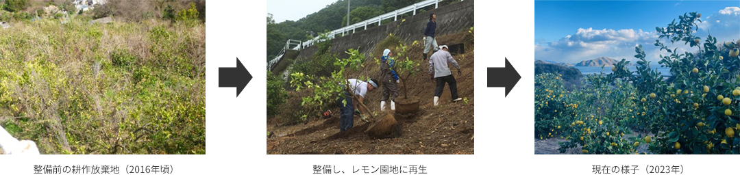 耕作放棄地をレモン園地へ