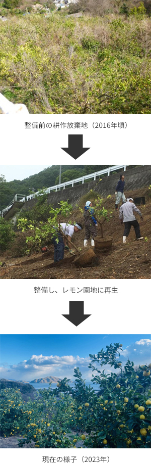 耕作放棄地をレモン園地へ