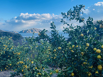 2023年～2025年の寄付「国産レモン生産振興活動」を支援