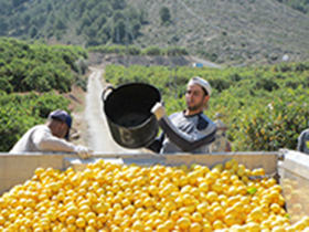 地中海エリアでのレモン収穫風景